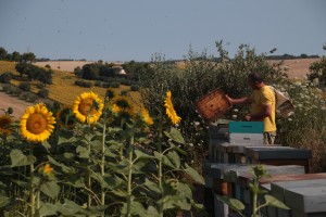 Italia Giorgio apic nomada (3)